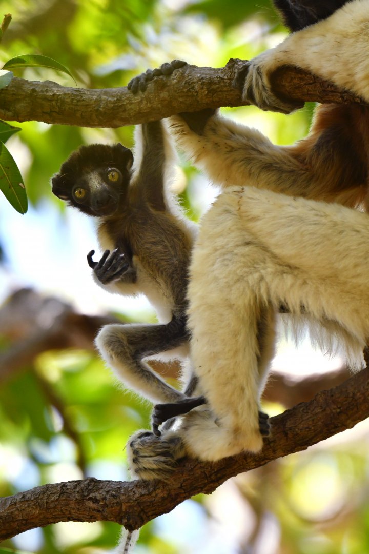 Crowned sifaka (Propithecus coronatus)
