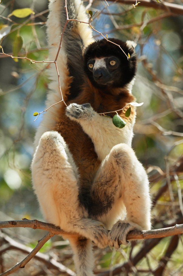 Crowned sifaka (Propithecus coronatus)