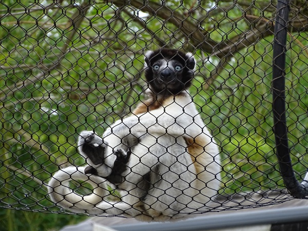 Crowned sifaka (Propithecus coronatus)