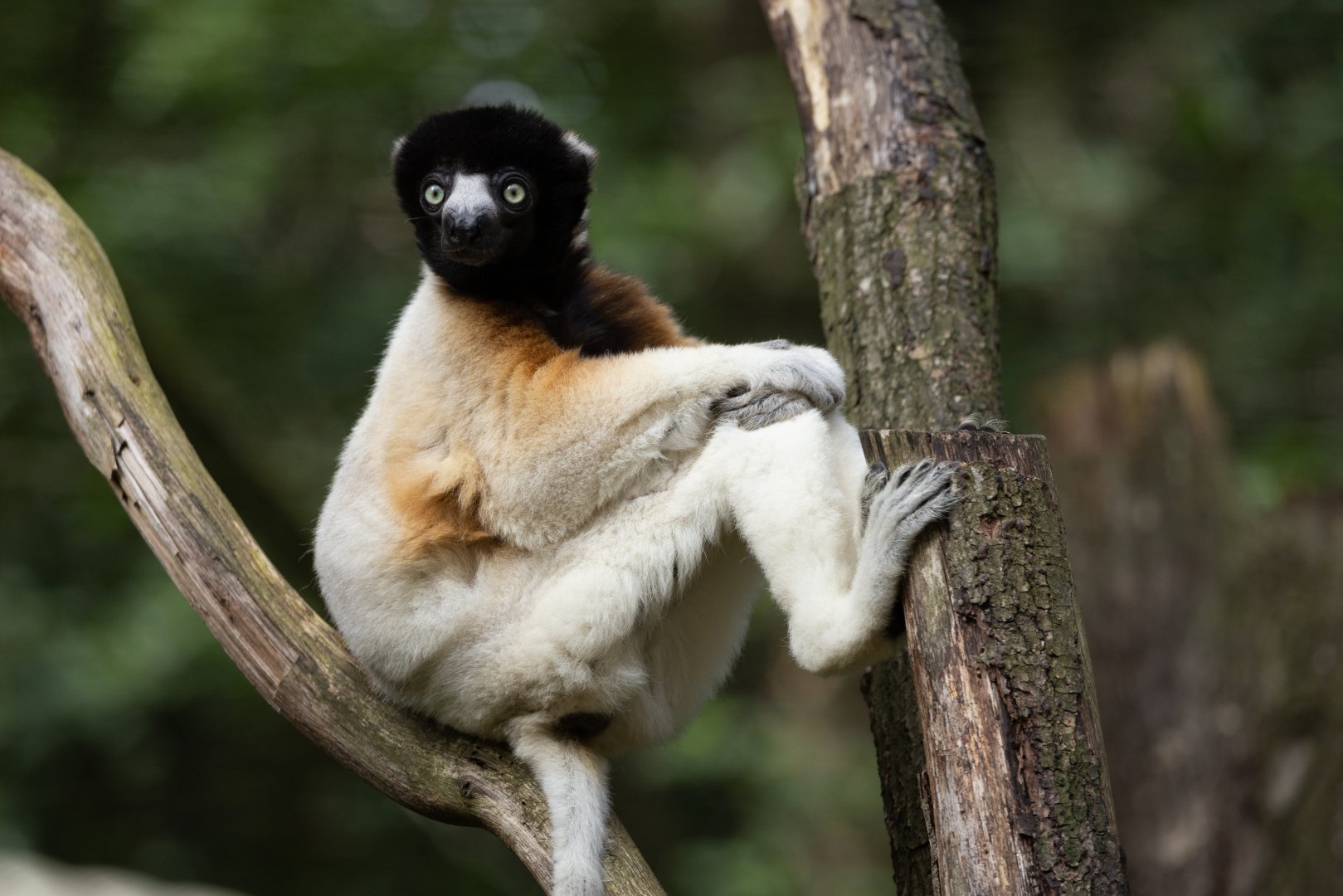 Crowned Sifaka (Propithecus coronatus)