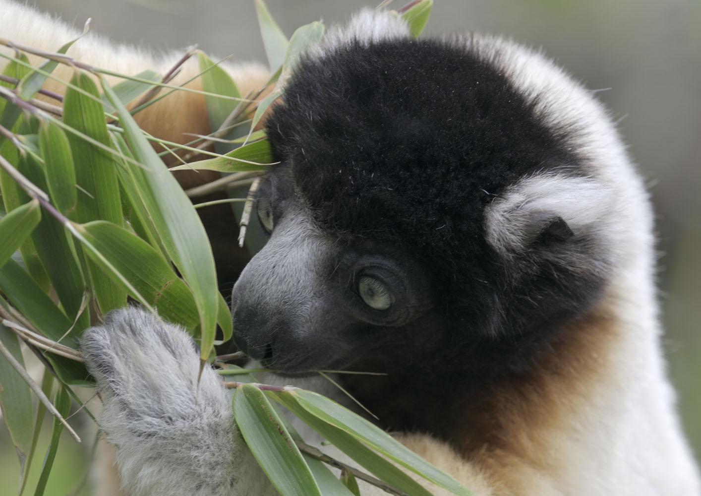 Crowned sifaka sampling bamboo
