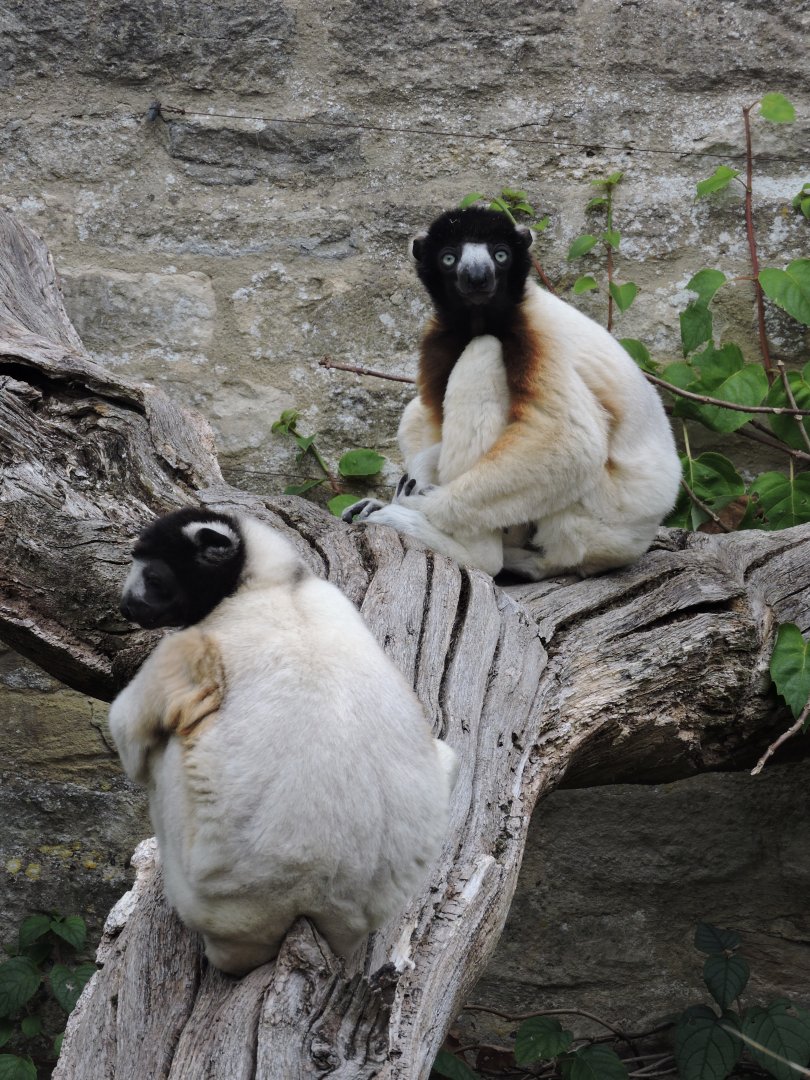 Crowned Sifaka - walled gardens
