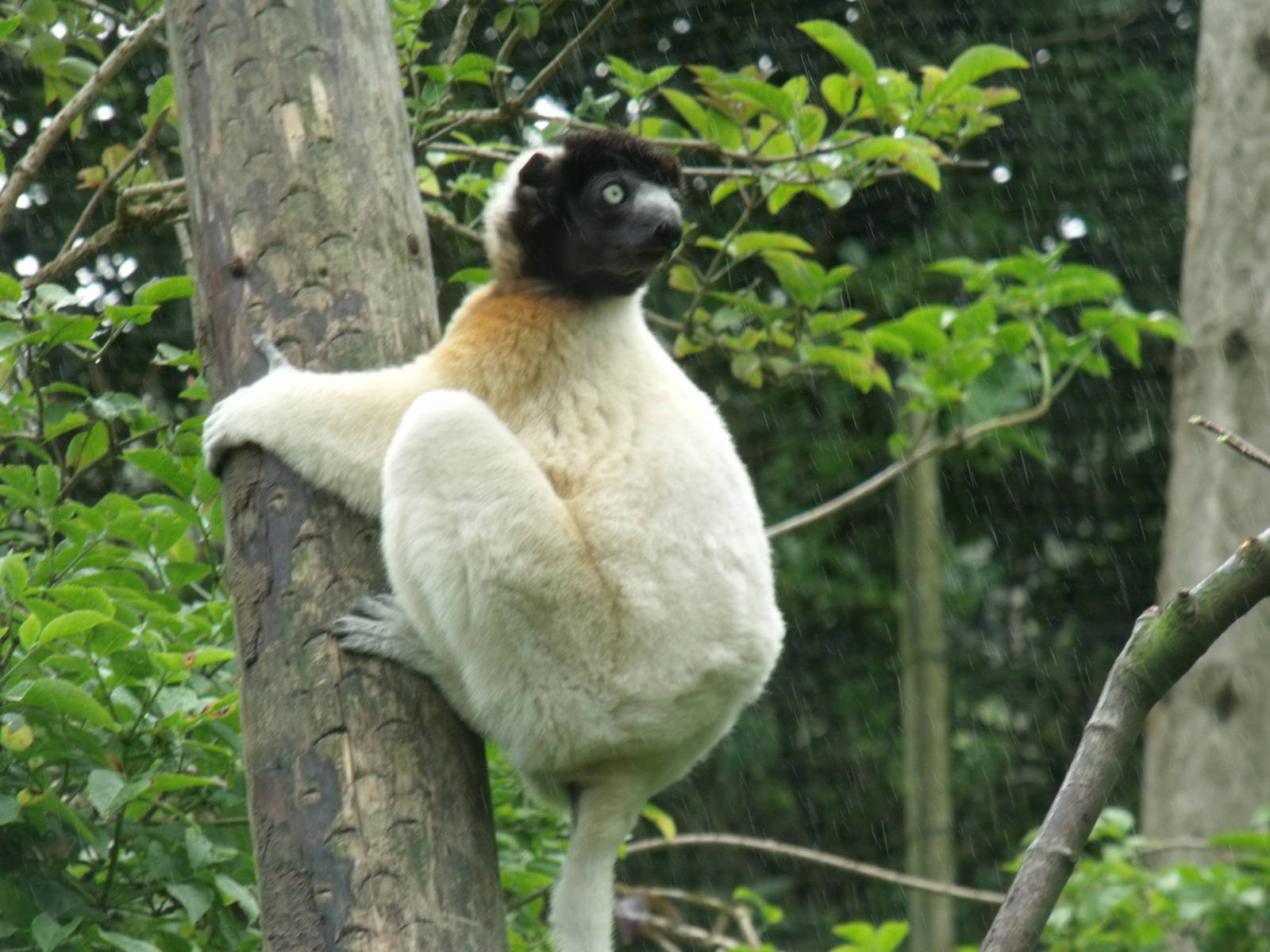 Crowned Sifaka
