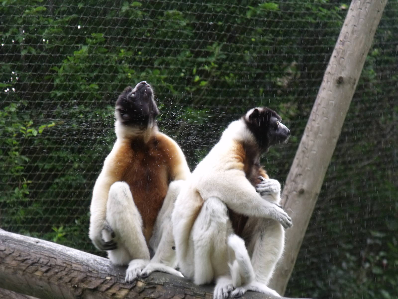 Crowned Sifaka
