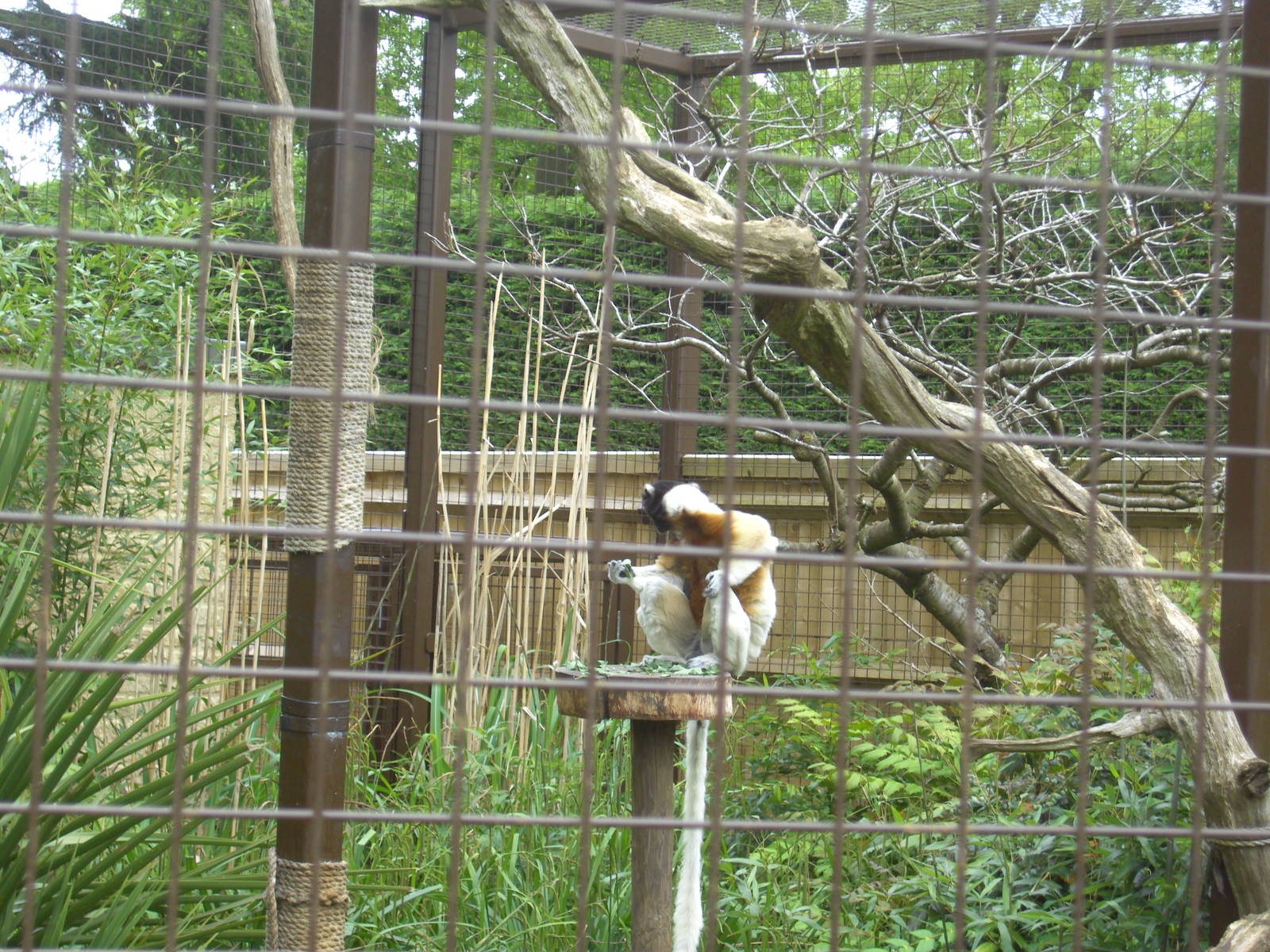 Crowned Sifaka