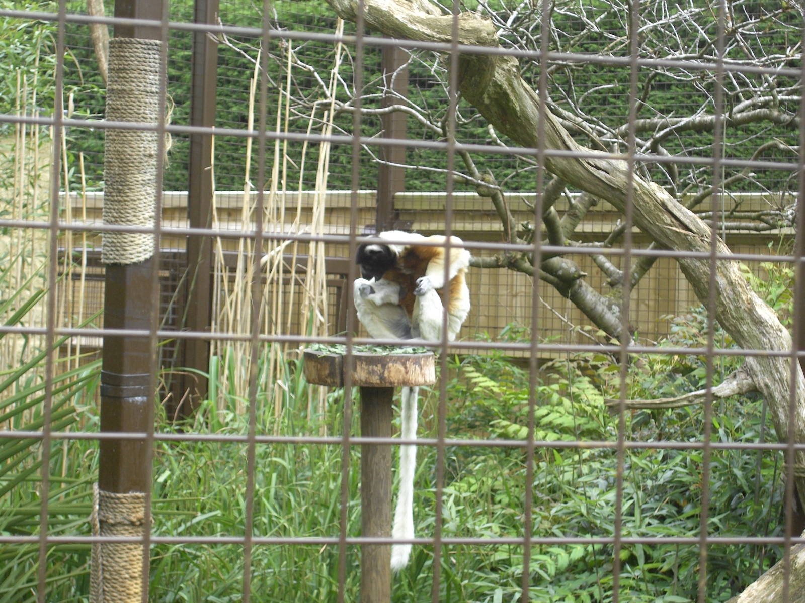 Crowned Sifaka