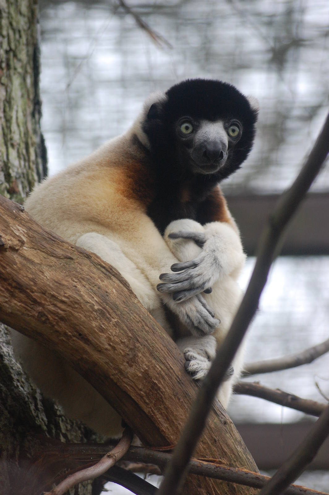 Crowned Sifaka