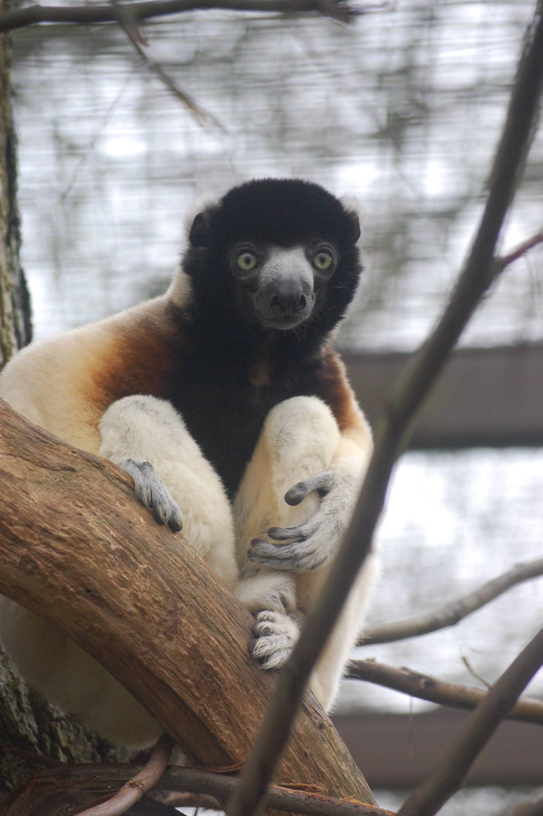 Crowned Sifaka