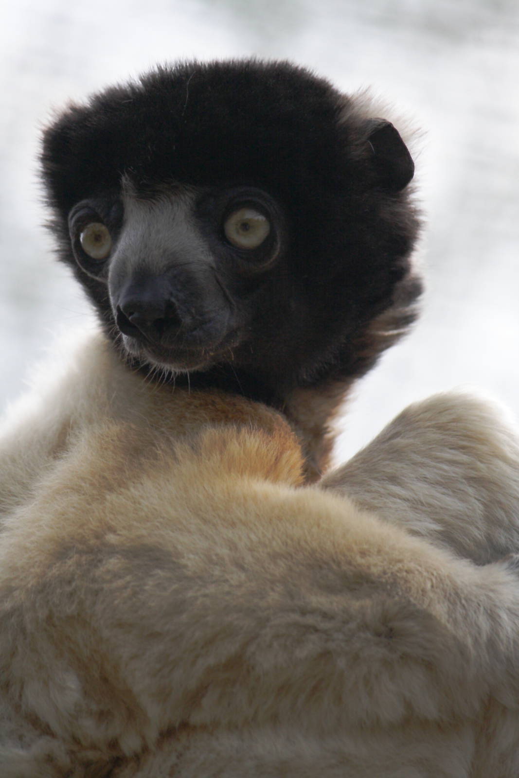 Crowned sifaka