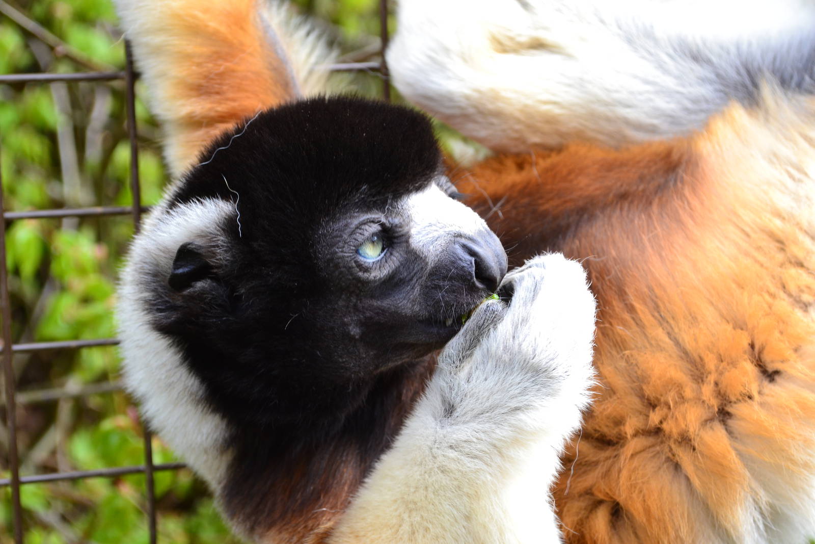 Crowned Sifaka
