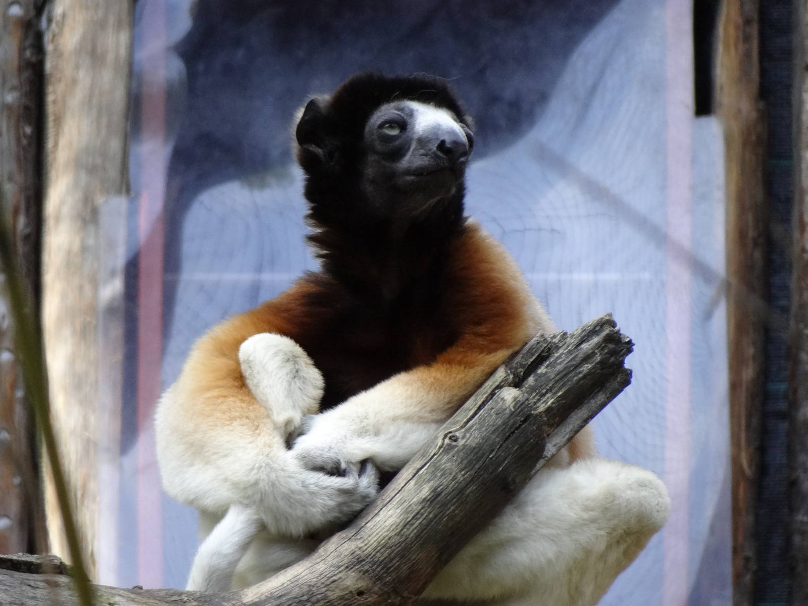 Crowned Sifaka