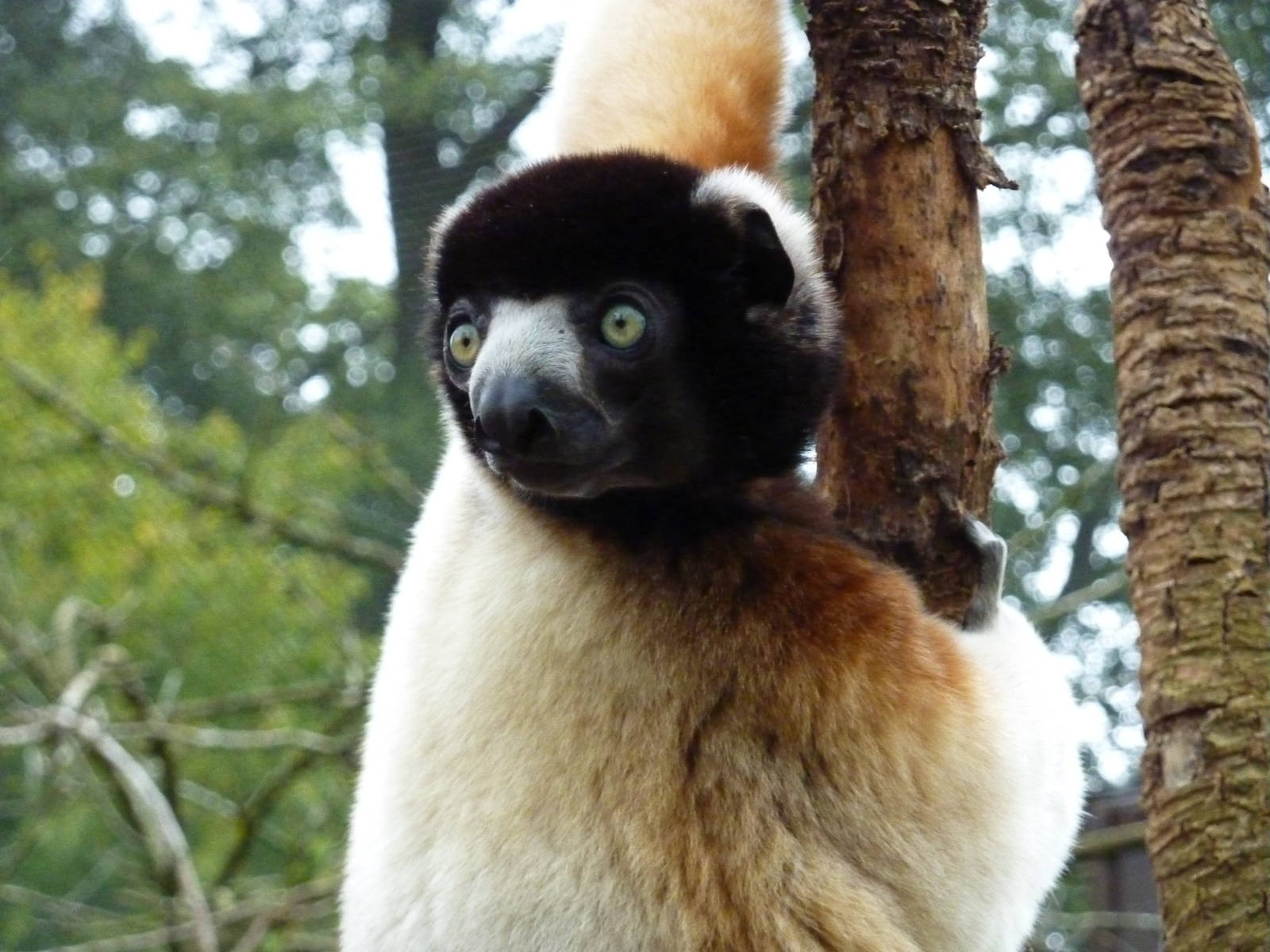 Crowned Sifaka