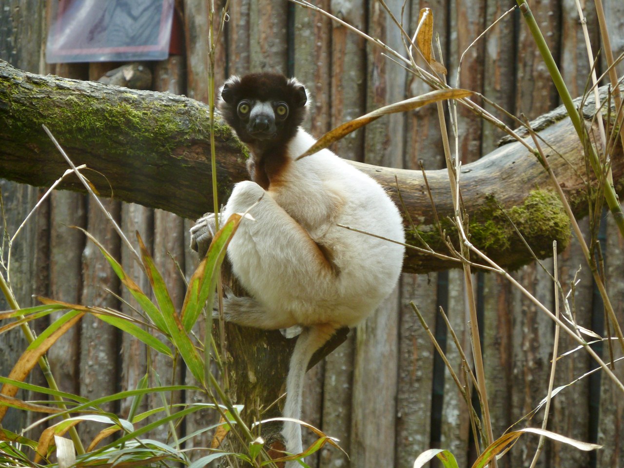 Crowned sifaka