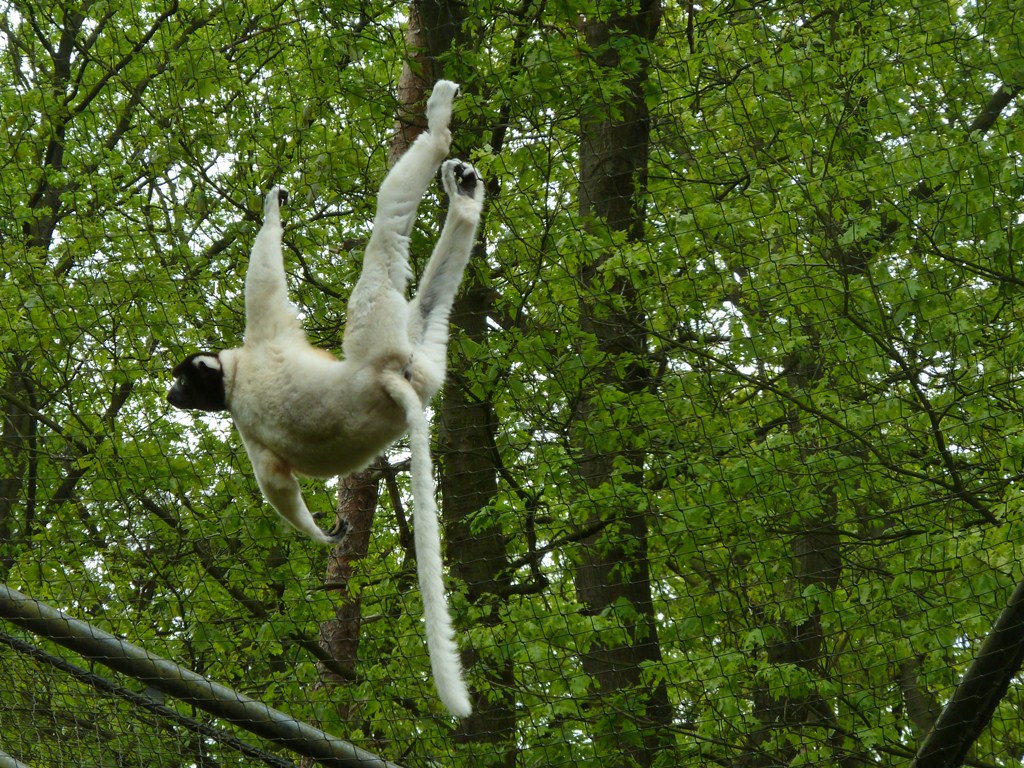Crowned sifaka