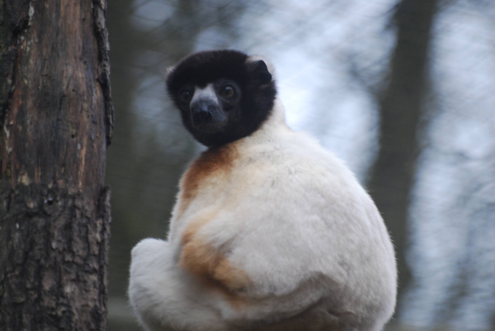 Crowned sifaka