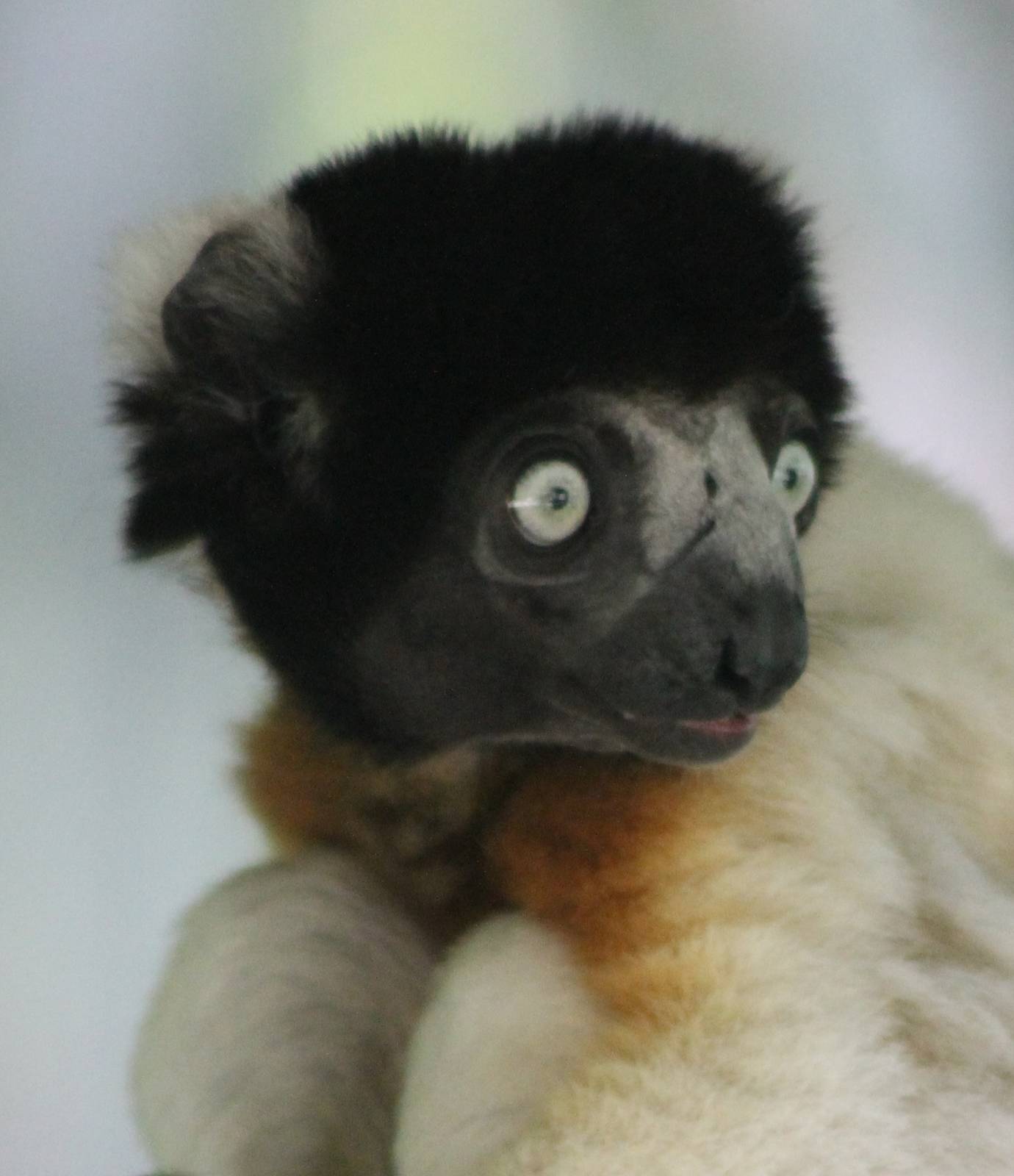 Crowned sifaka