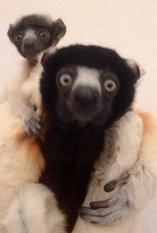 Crowned sifaka