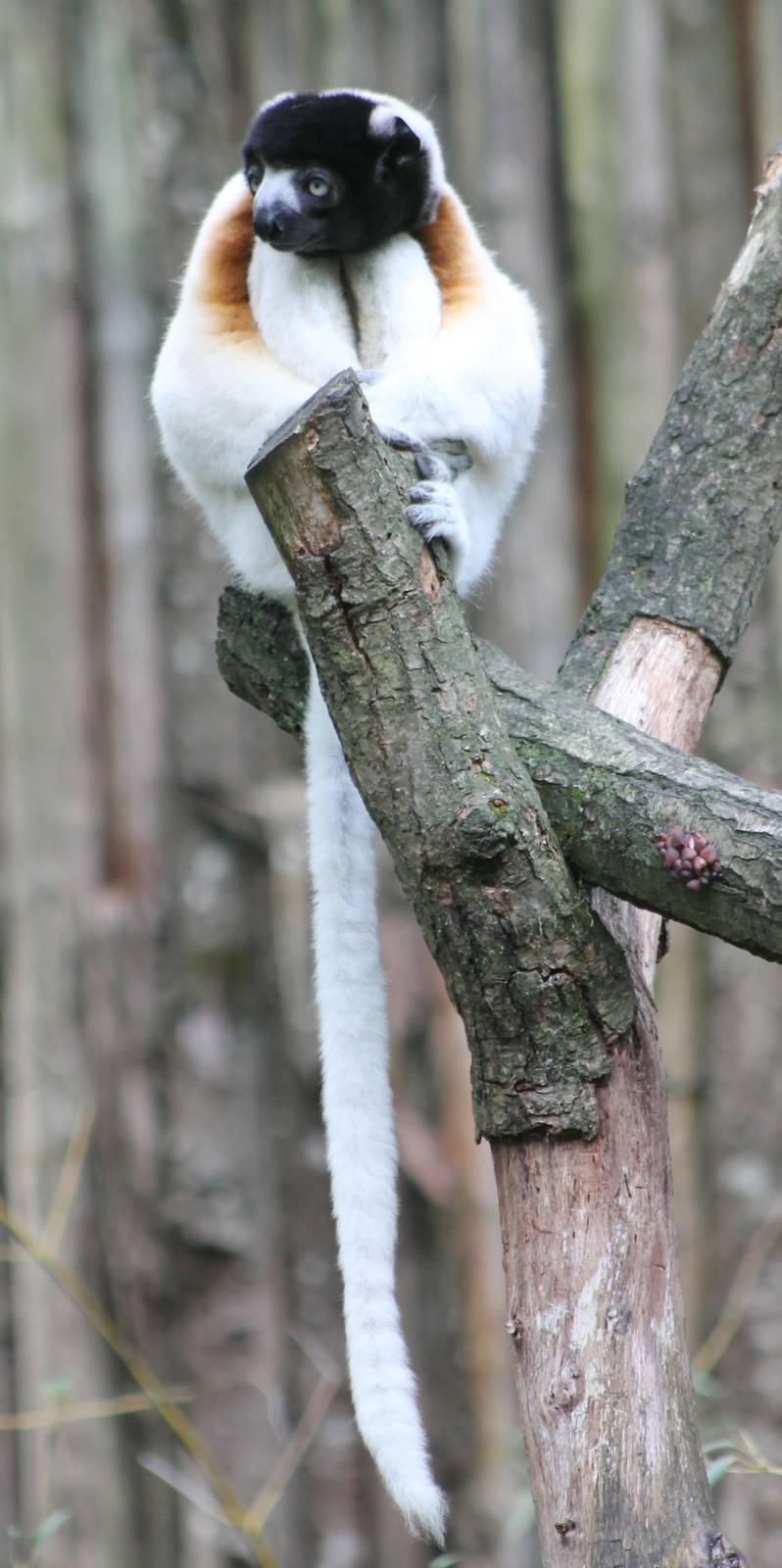 Crowned sifaka