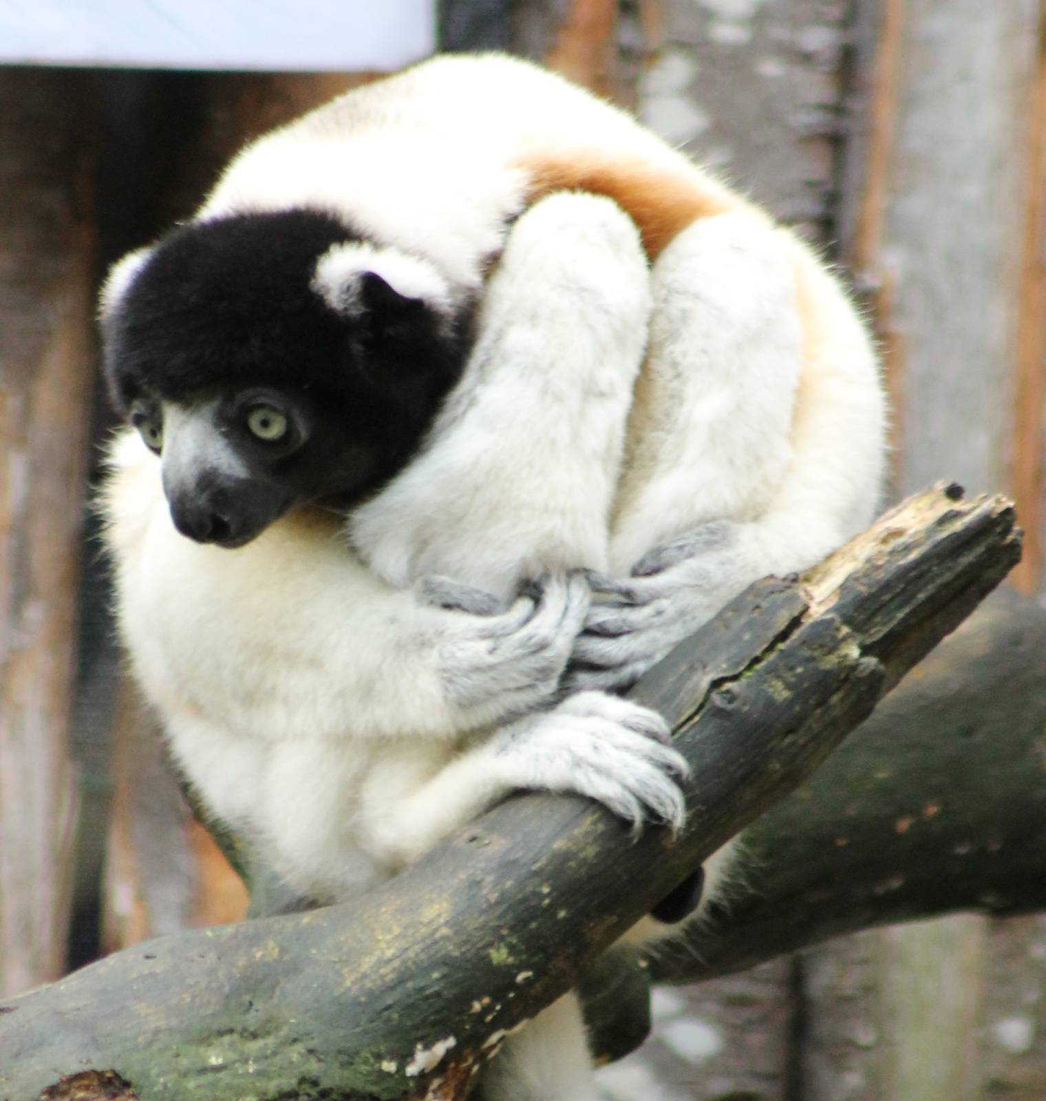 Crowned sifaka