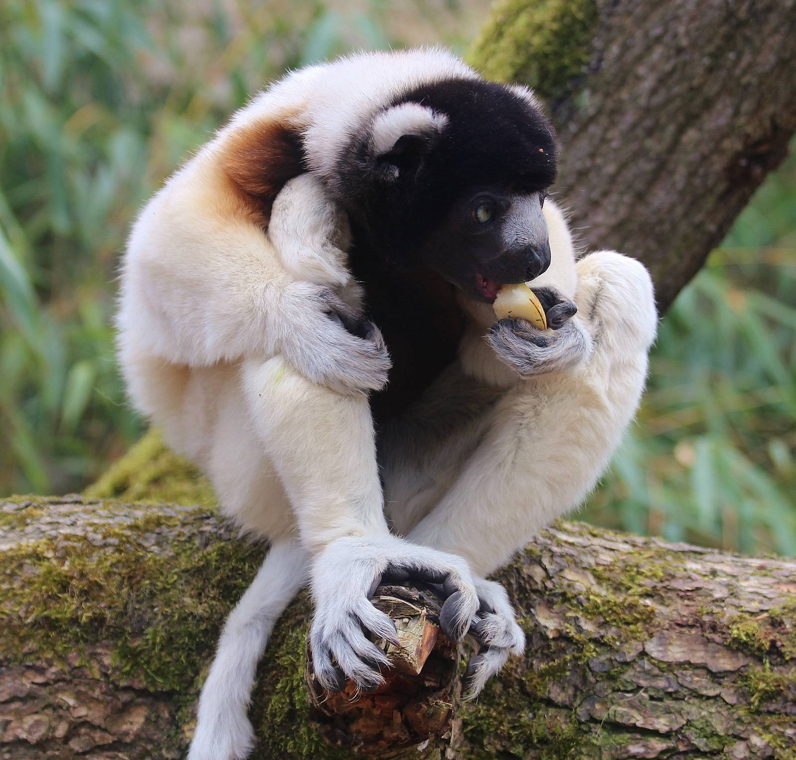 Crowned Sifaka