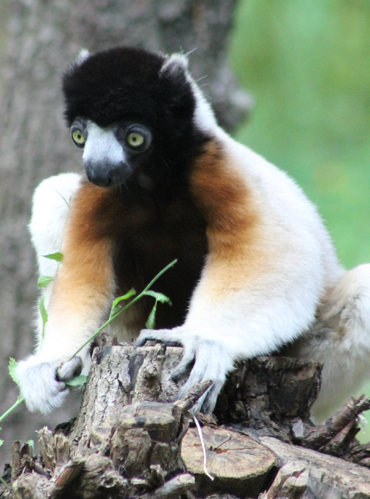 Crowned sifaka