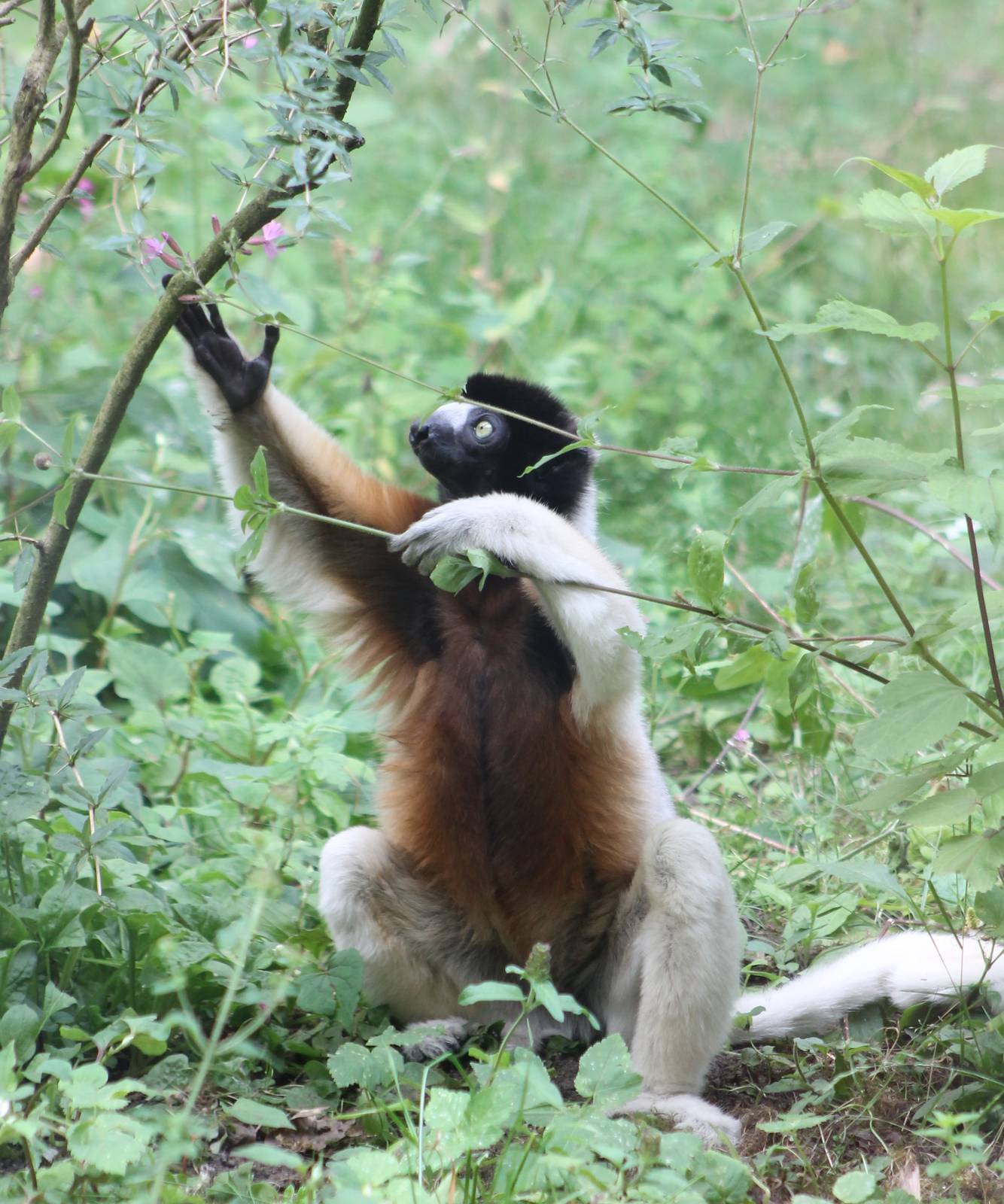 Crowned sifaka