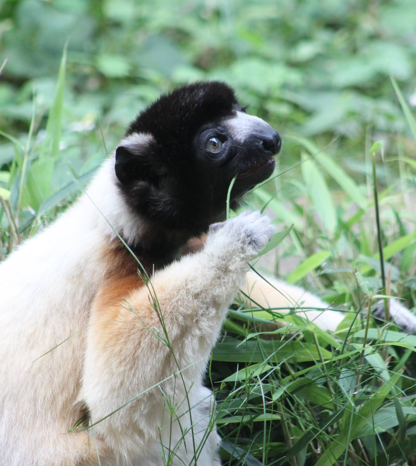Crowned sifaka