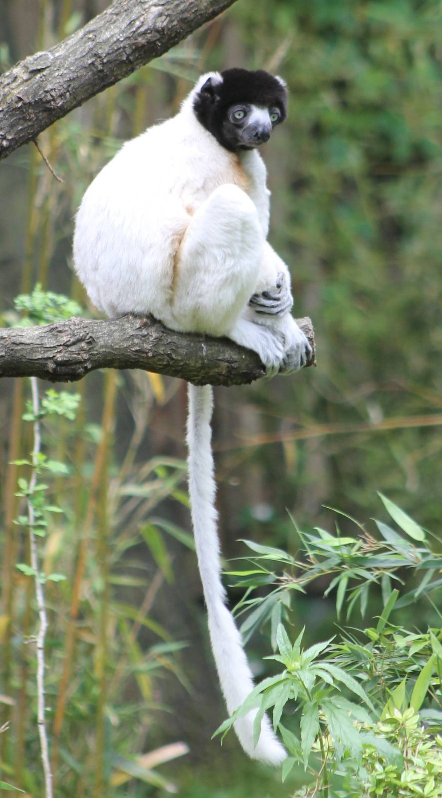Crowned sifaka