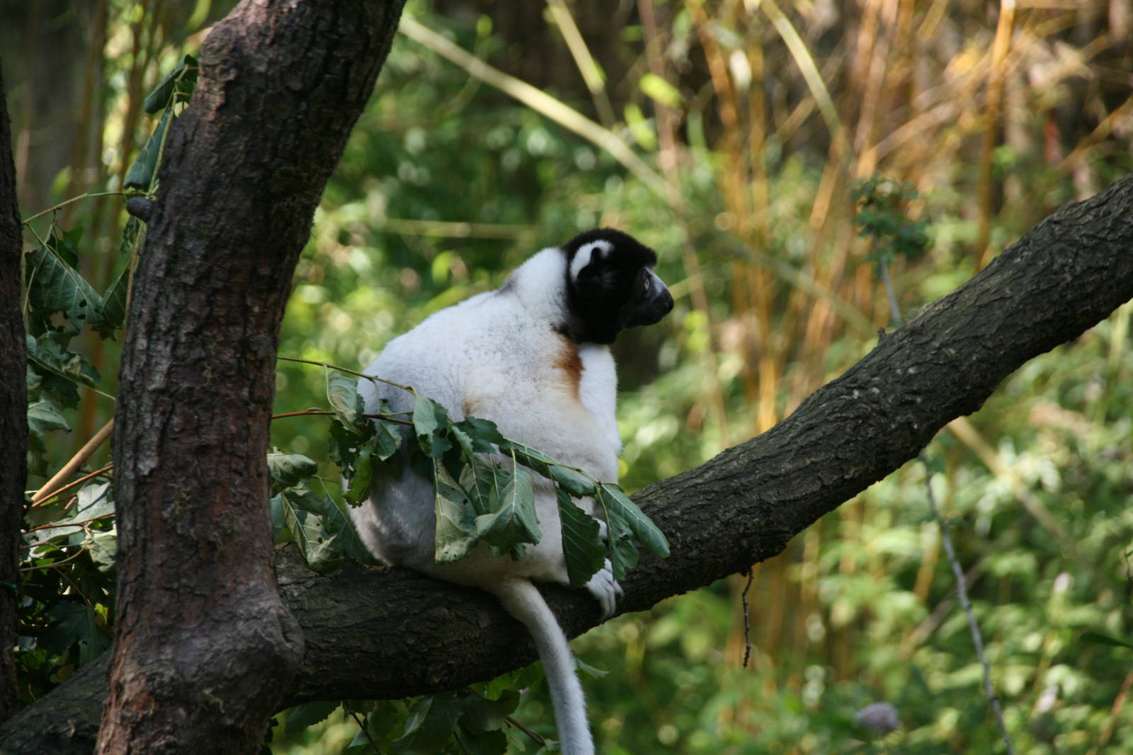 Crowned sifaka
