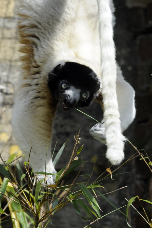 Crowned Sifaka