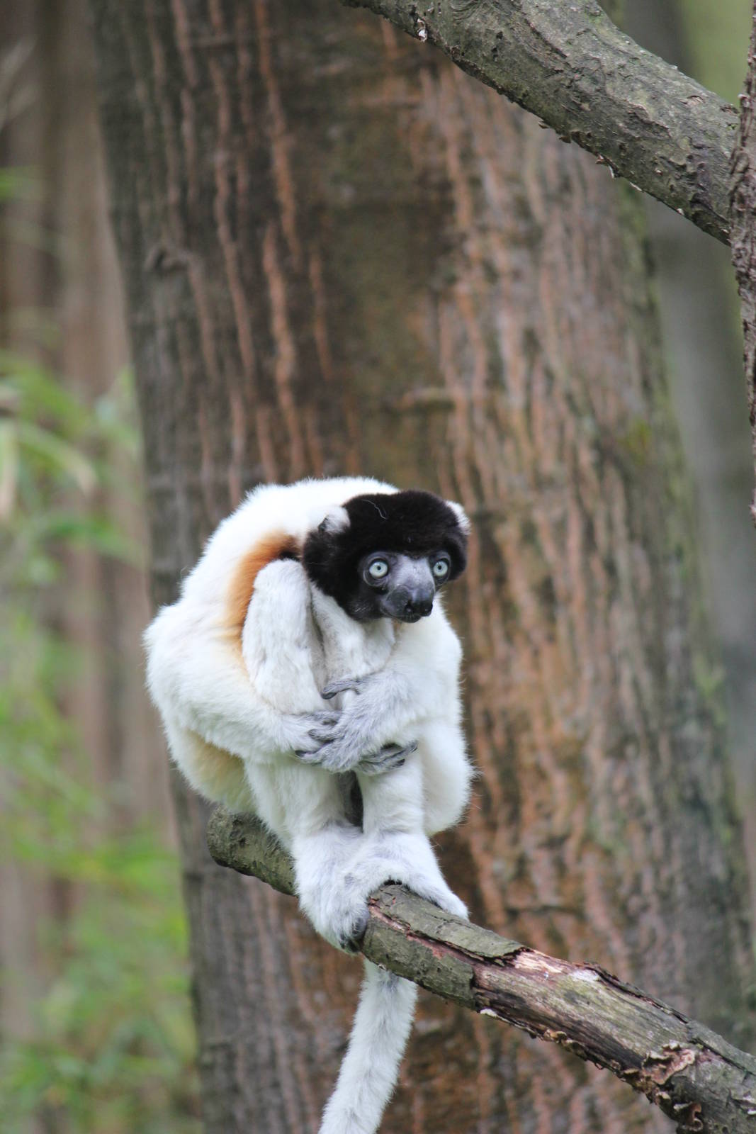 Crowned sifaka