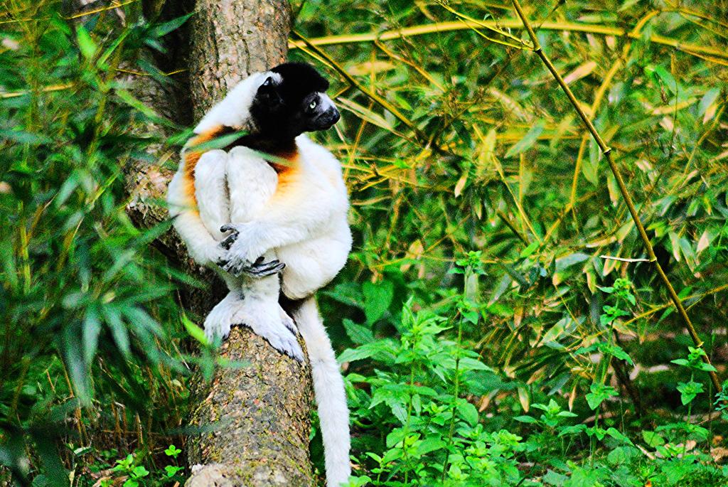 Crowned Sifaka
