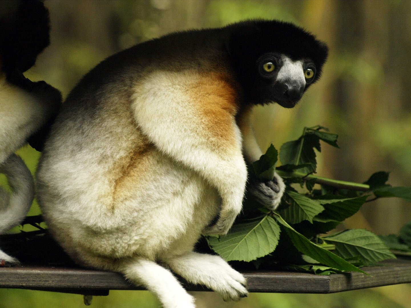 Crowned sifaka
