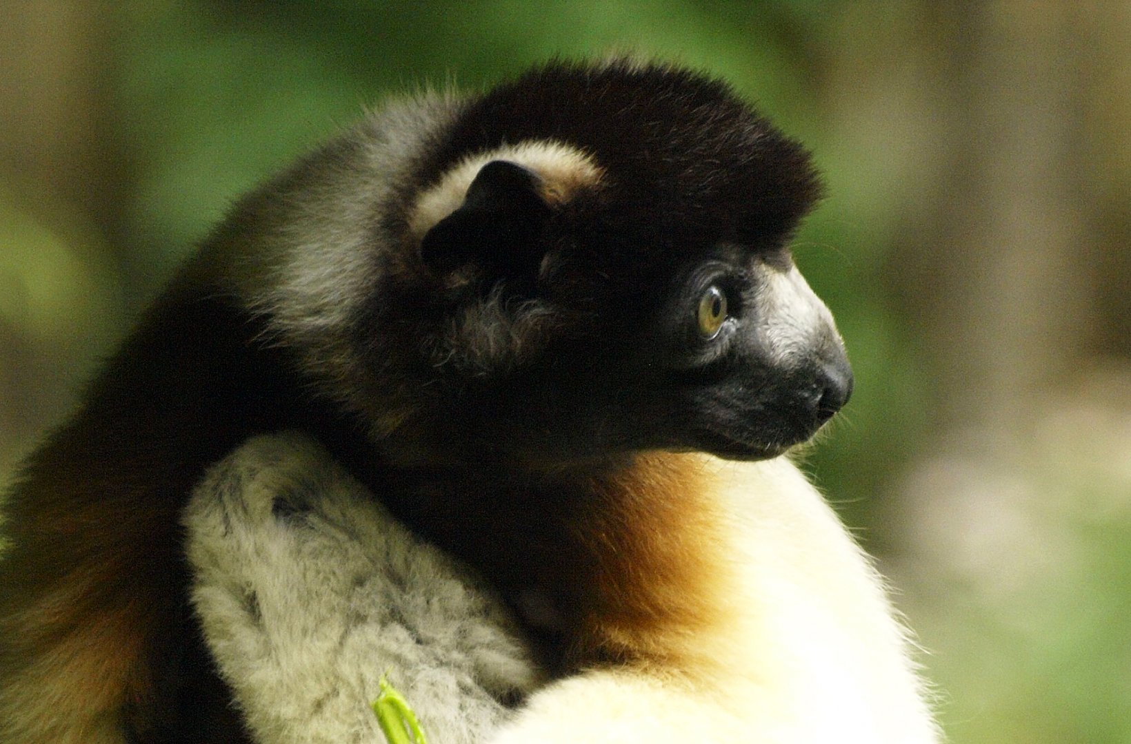 Crowned sifaka