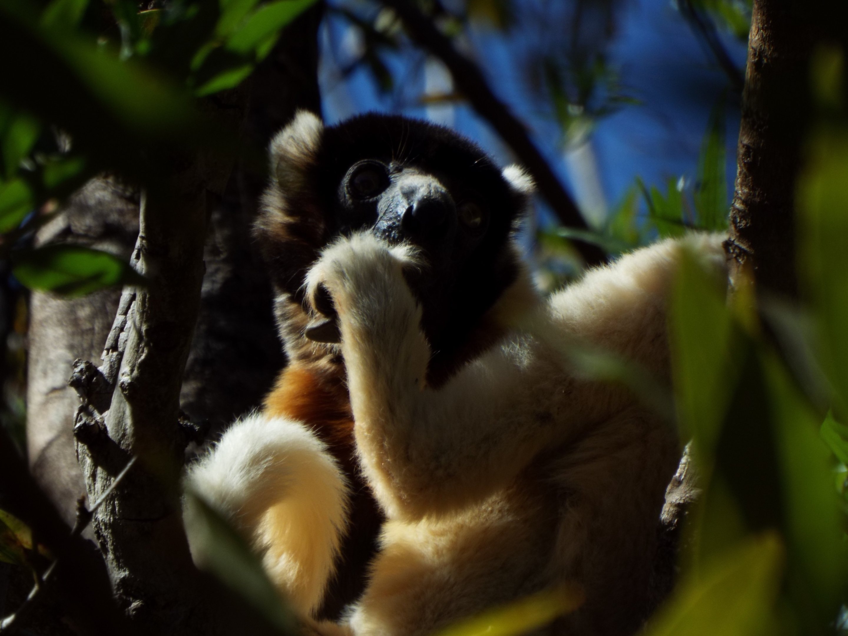 Crowned Sifaka