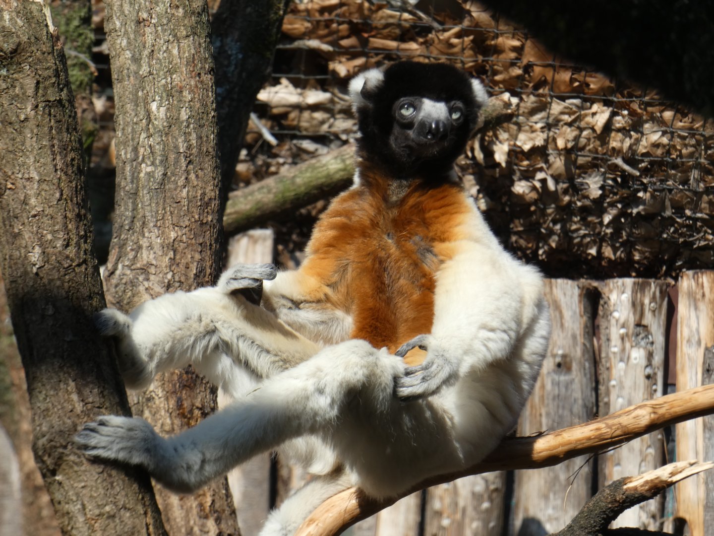 Crowned Sifaka