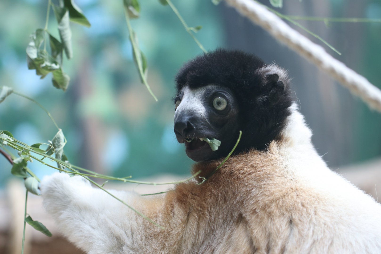 Crowned Sifaka