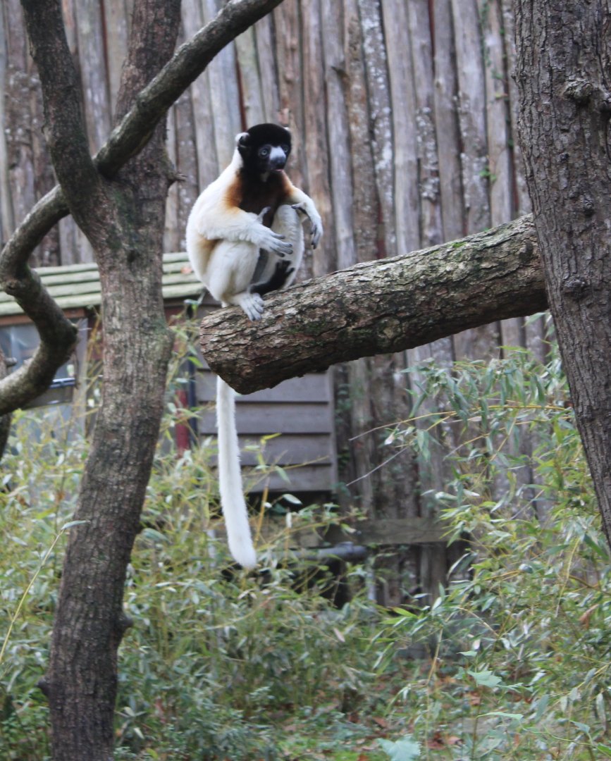 Crowned sifaka