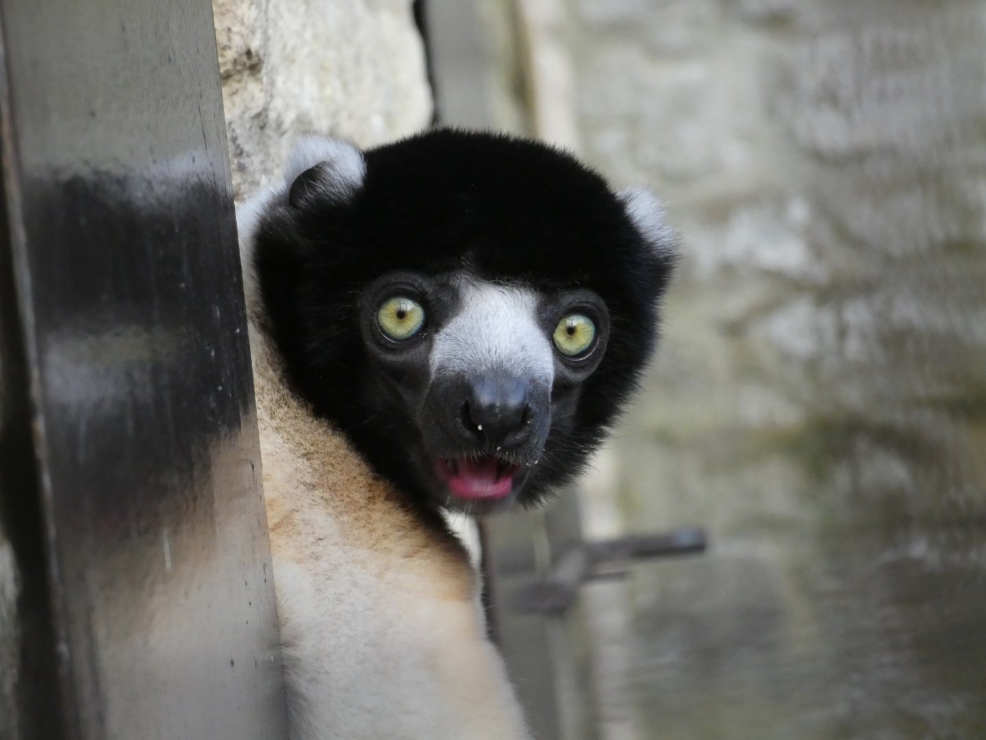 Crowned Sifaka