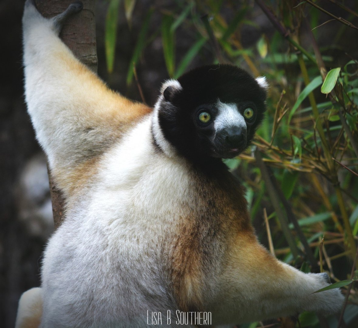 Crowned Sifaka