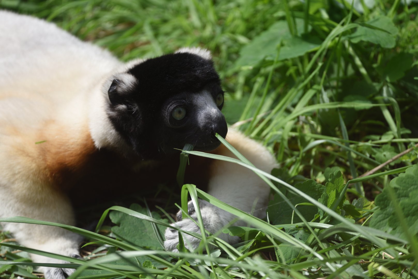 Crowned sifaka