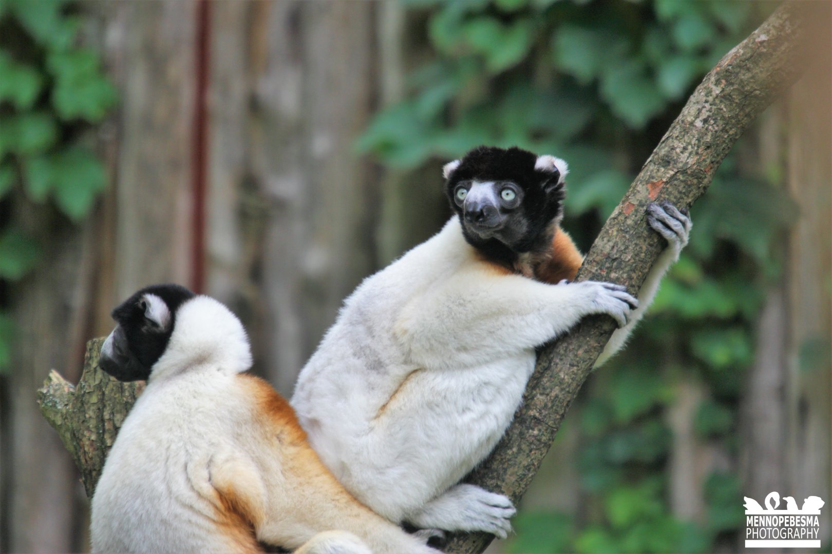 Crowned sifaka
