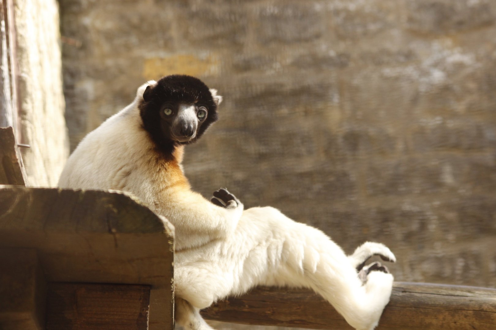 Crowned Sifaka