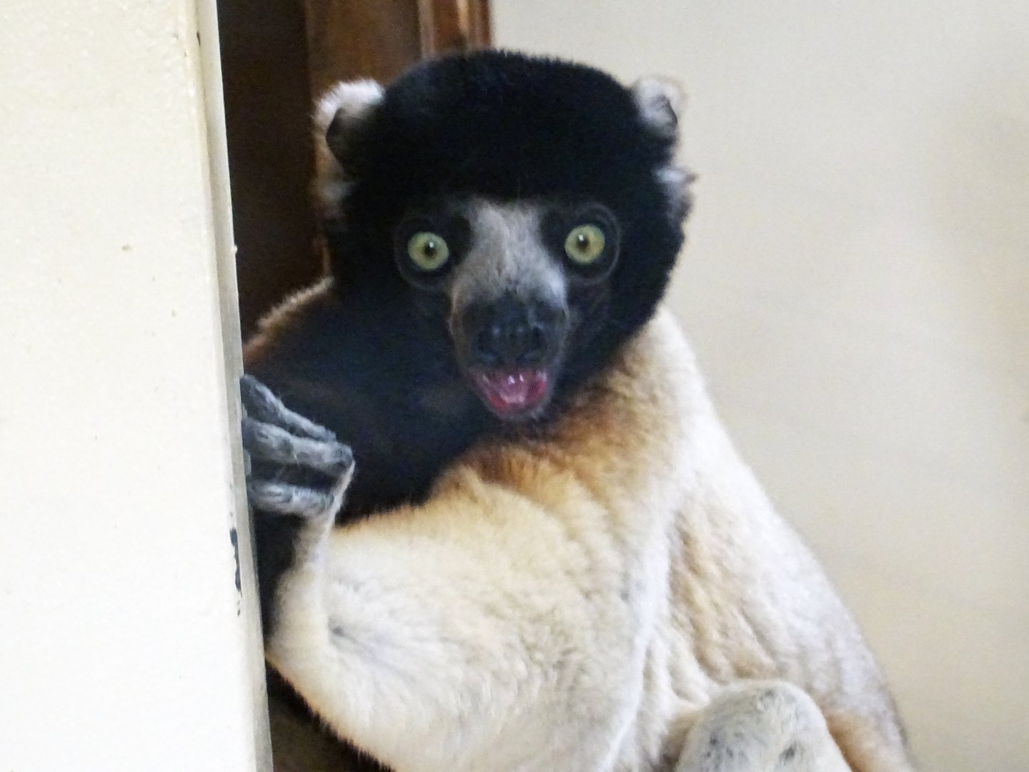 Crowned Sifaka