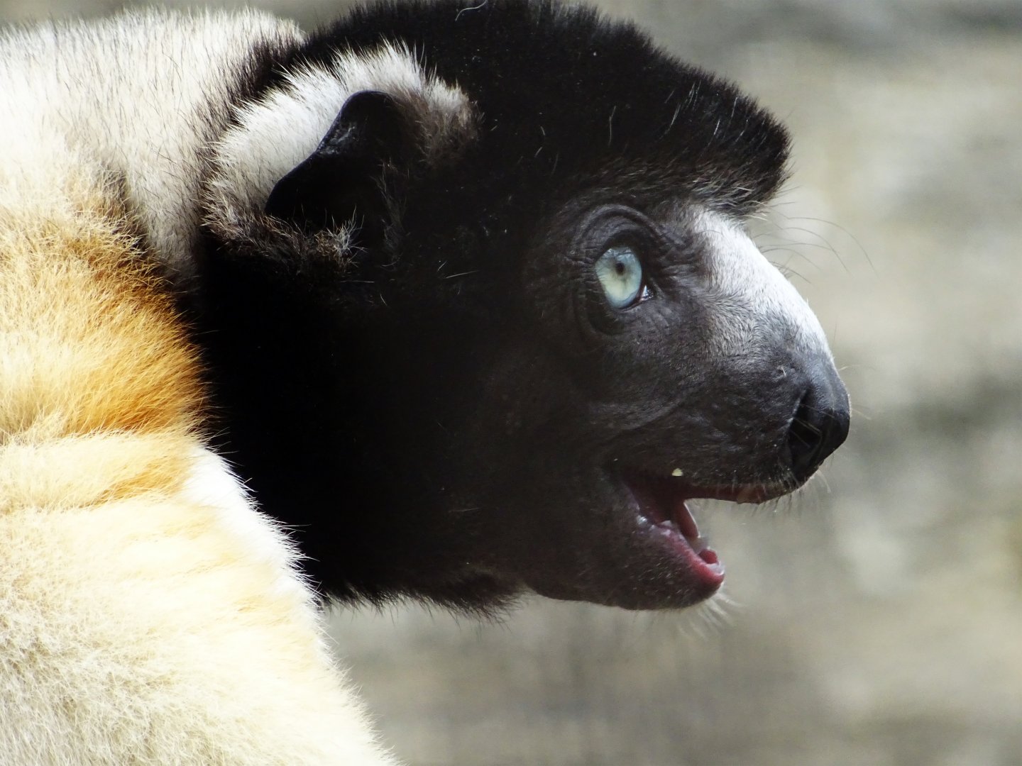 Crowned Sifaka