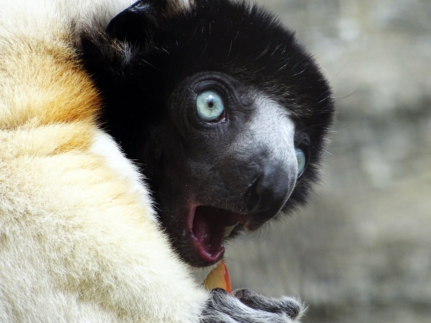 Crowned Sifaka