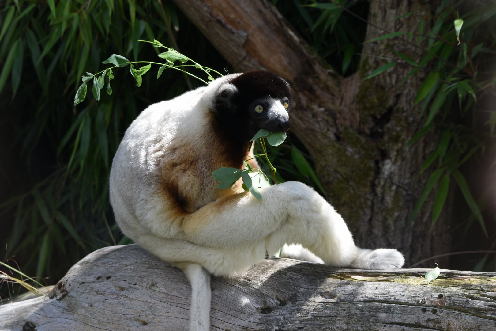 Crowned sifaka