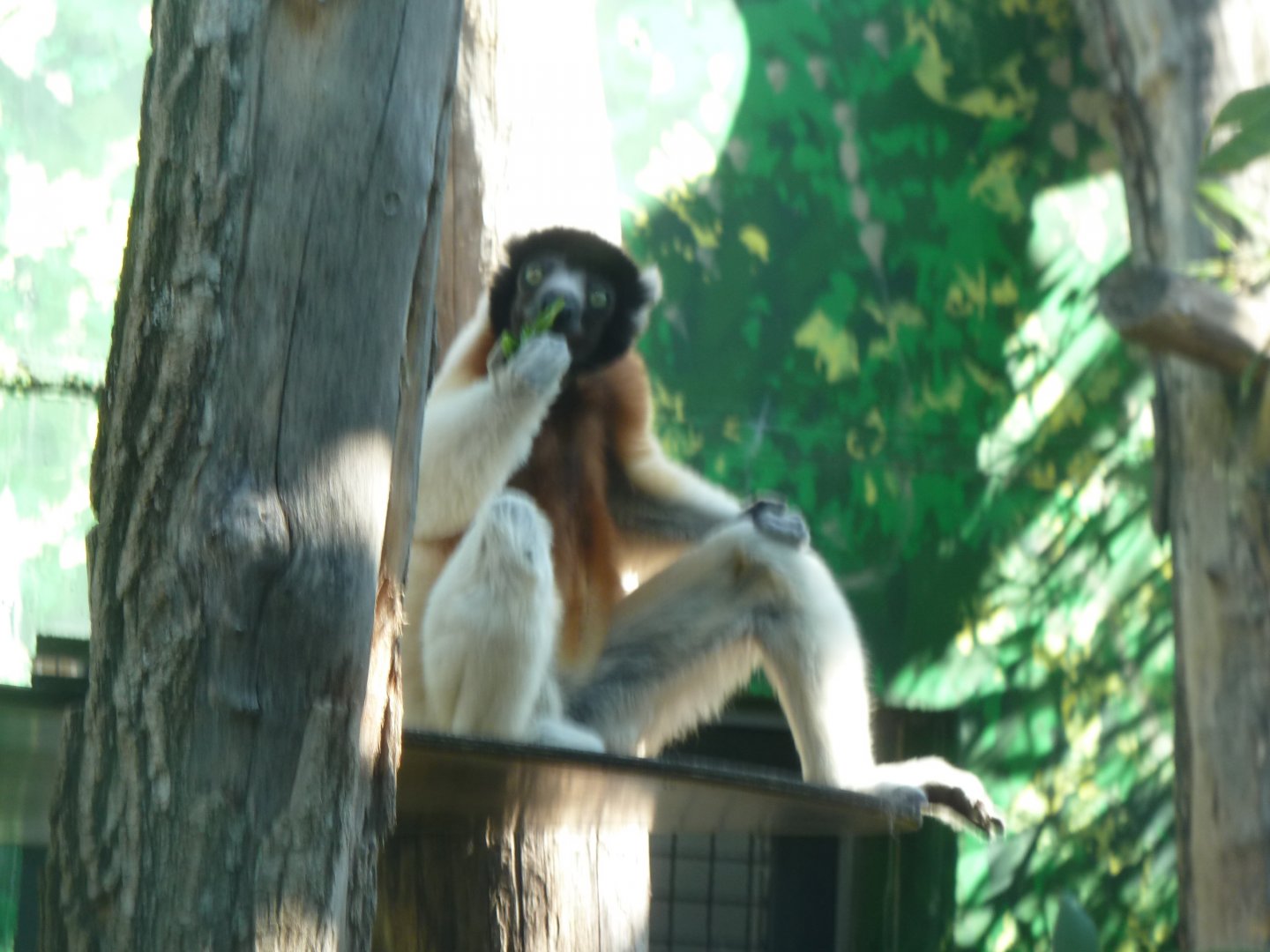 Crowned sifaka