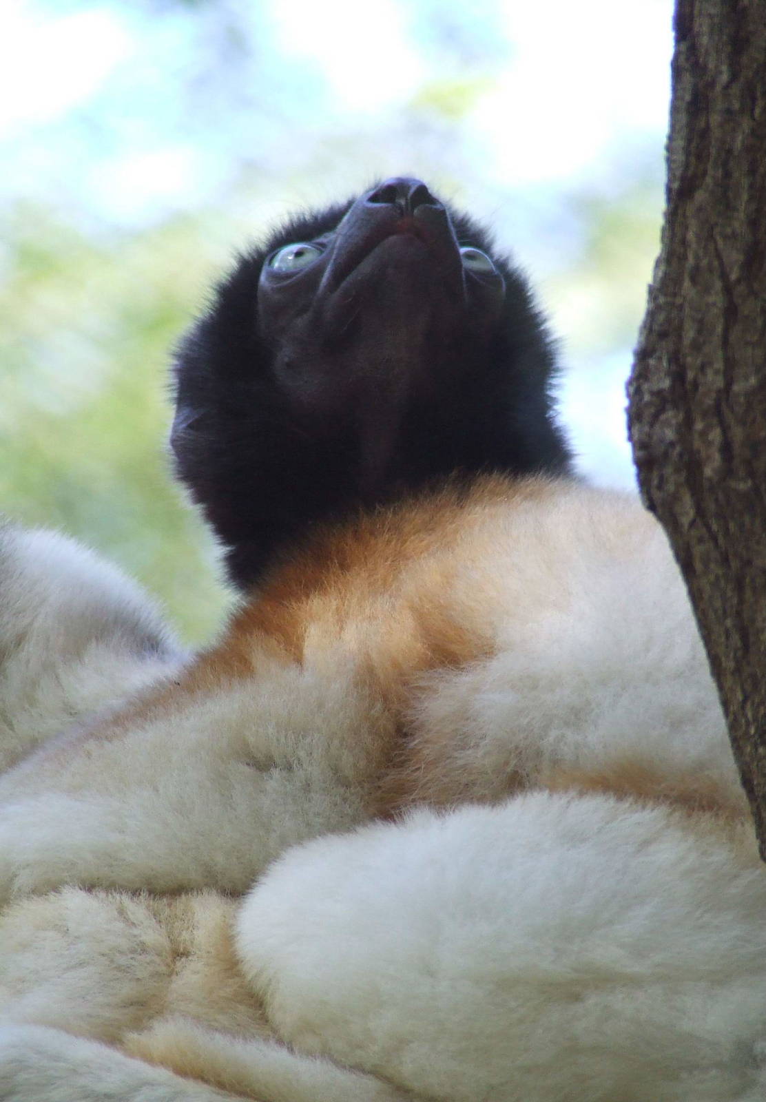 Crowned Sifaka