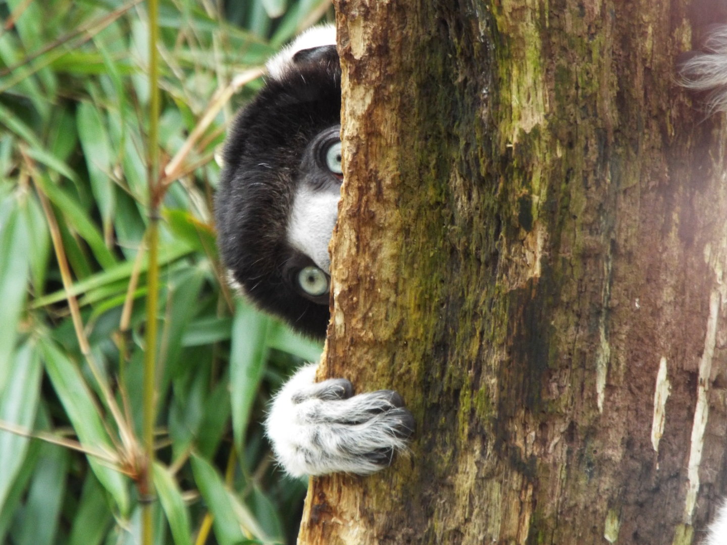 Crowned Sifaka